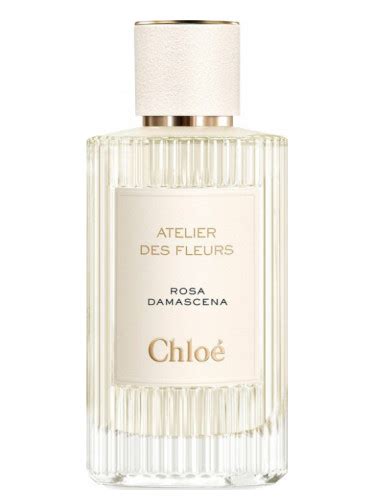 rosa damascena chloe